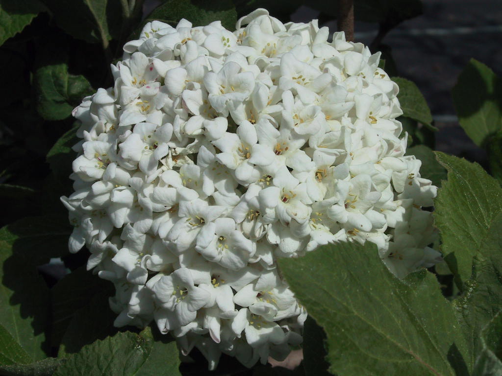 Viburnum carlcephalum 03.jpg